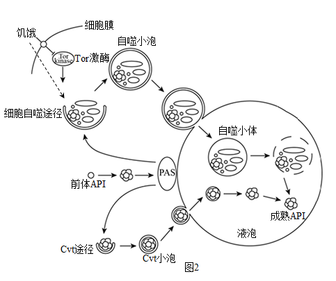 大吞噬实验手绘图图片