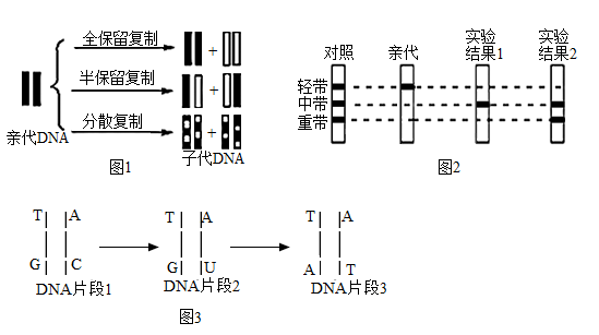 生物兴趣小组准备通过实验来探究dna复制方式,基本思路是