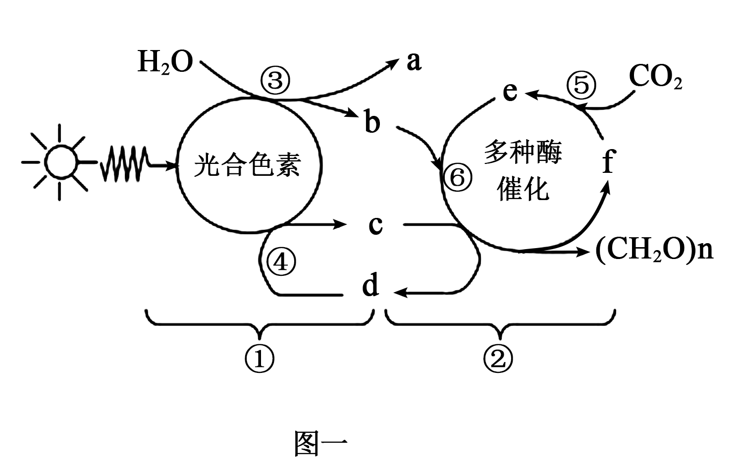 光合作用色素分布图片