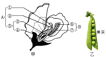豌豆解剖图解图片