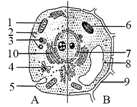 黑藻细胞结构简图图片