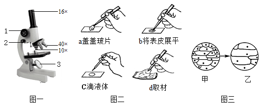 在生物学实验课上,小苏同学制作了洋葱鳞片叶表皮细胞临时玻片标本,并