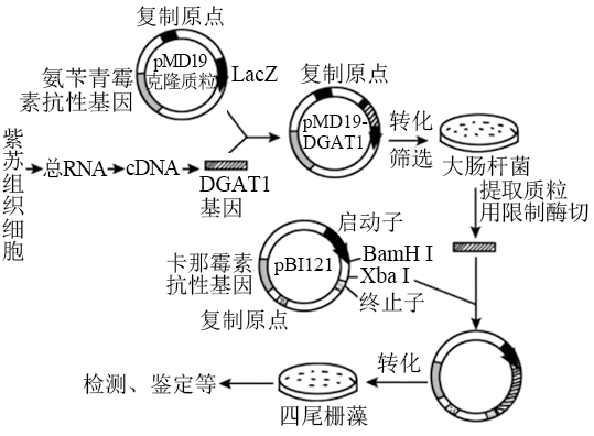 四尾柵藻具有環境適應能力強和生長速度快等優點,如果能將其進行品種