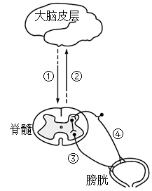 膀胱逼尿肌接受興奮後收縮,產生排尿反射.