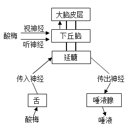 大脑反射弧图片