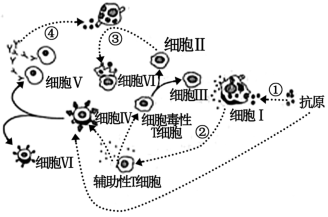 下圖表示人體細胞受到病毒攻擊後發生的部分免疫反應.