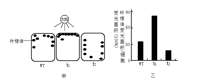 叶肉细胞叶绿体图片