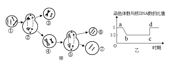 细胞分化简图图片