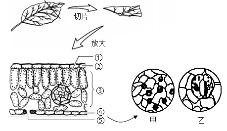 如图表示观察叶片结构的部分实验过程示意图及叶片横切面的结构示意图