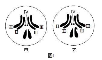图1表示果蝇体细胞的染色体组成,果蝇的性别决定方式与人类一致;图2