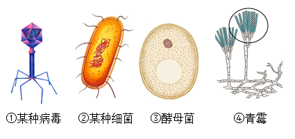 乳酸菌图片结构图图片