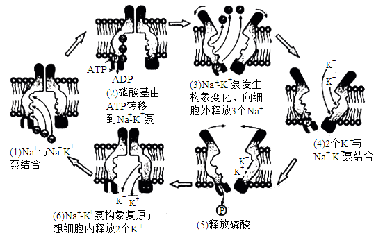 离子通道种类图片