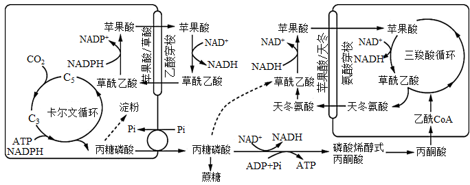 圖1表示植物葉肉細胞中光合作用和有氧呼吸的部分過程,其中c3和c5在不