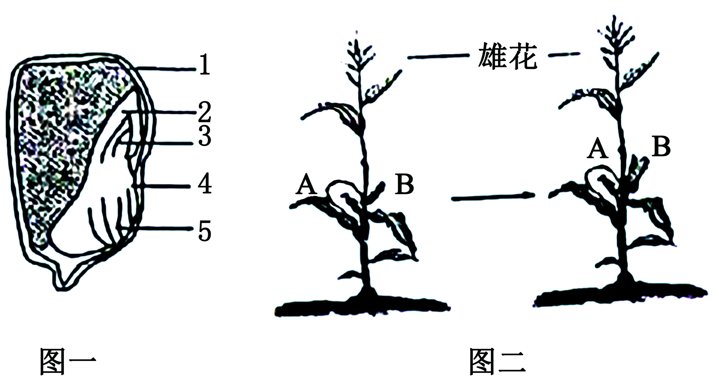 (1)绿色开花植物个体的一生经历了种子的萌发,植株的营养生长,营养