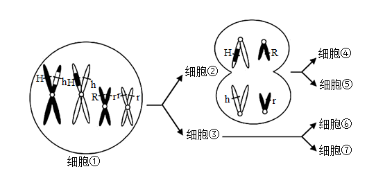 交叉互换形成配子图示图片