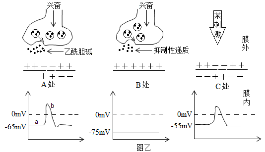 神经元兴奋图片