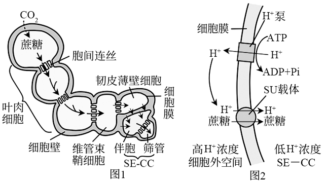 筛管及伴胞的示意图图片