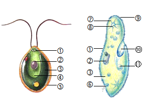 衣藻与草履虫都是常见的单细胞生物,二者都具有细胞的基本结构,同时又