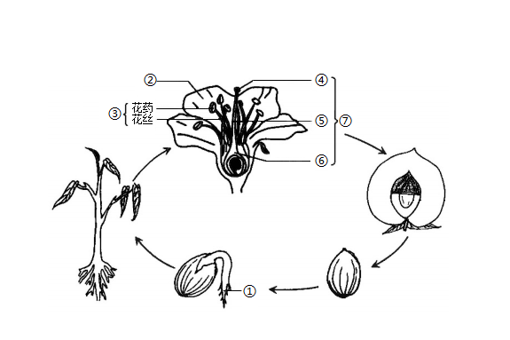 (1)绿色开花植物个体的一生经历了种子的萌发,植株的营养生长,营养