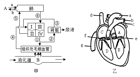 输送血液的泵