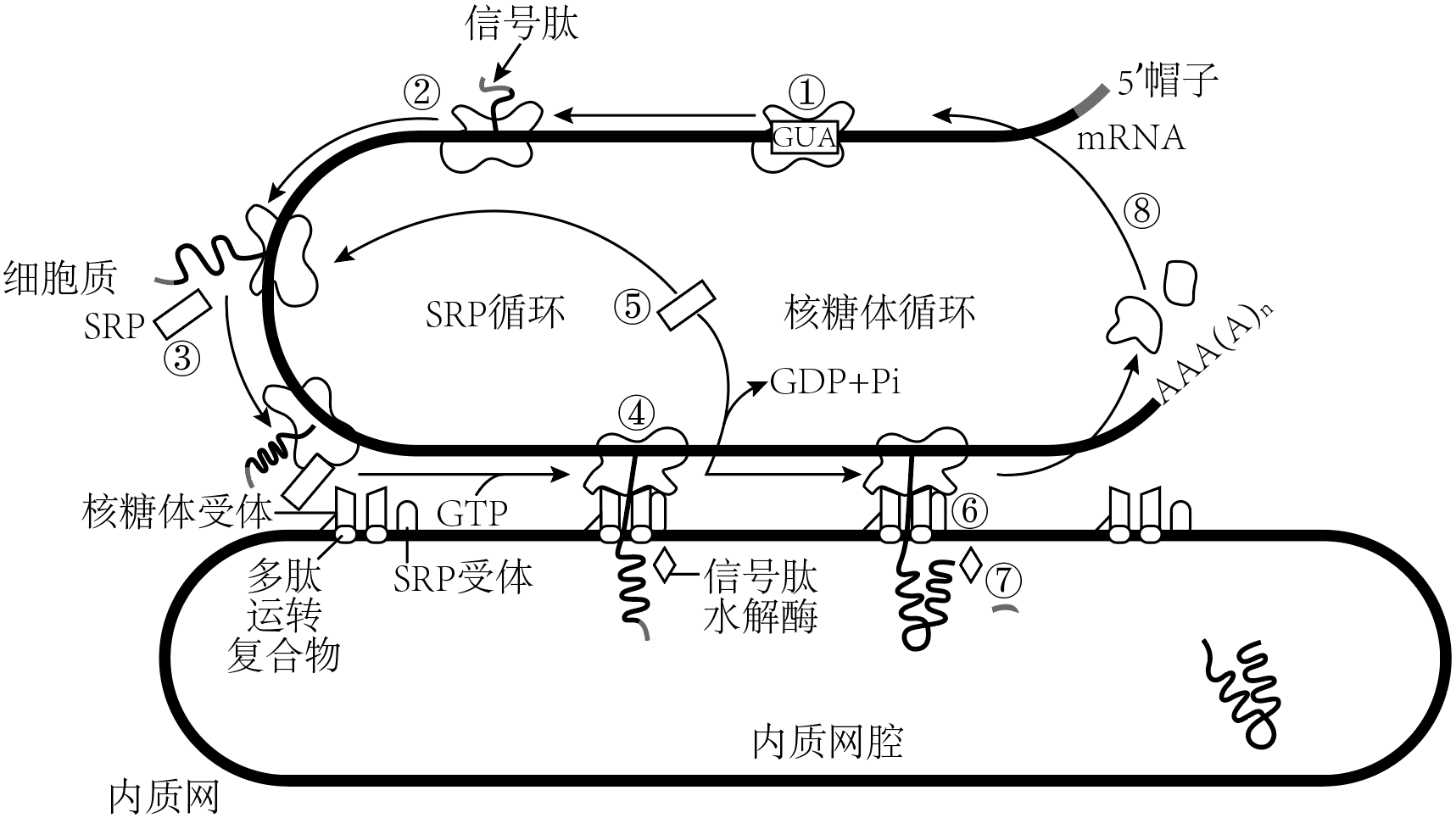 核糖体内质网图片