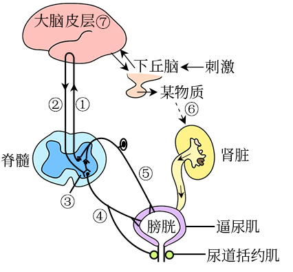 回答下列有关排尿反射和遗传进化的相关问题:排尿是一种复杂的反射