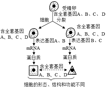 (2)细胞分化的标志从分子水平看,在细胞中