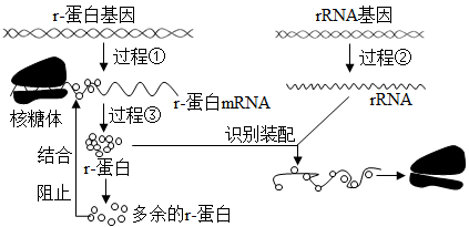 核糖体由核糖体蛋白(r-蛋白)和rrna组成,细胞中这两类物质边合成边