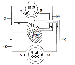 内环境液体循环示意图图片