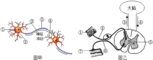 图甲示神经元结构模式图,图乙示完成反射活动的神经结构模式图