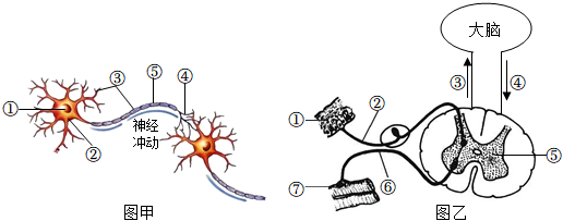 圖甲示神經元結構模式圖,圖乙示完成反射活動的神經結構模式圖.