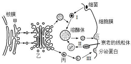 溶酶体图片 手绘图图片