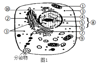 下面图1为某高等动物细胞亚显微结构模式图,图2为该动物不同细胞间