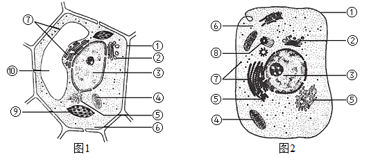 请回答下列与动植物细胞有关的问题:(1)与图2所示细胞相比,图1所示