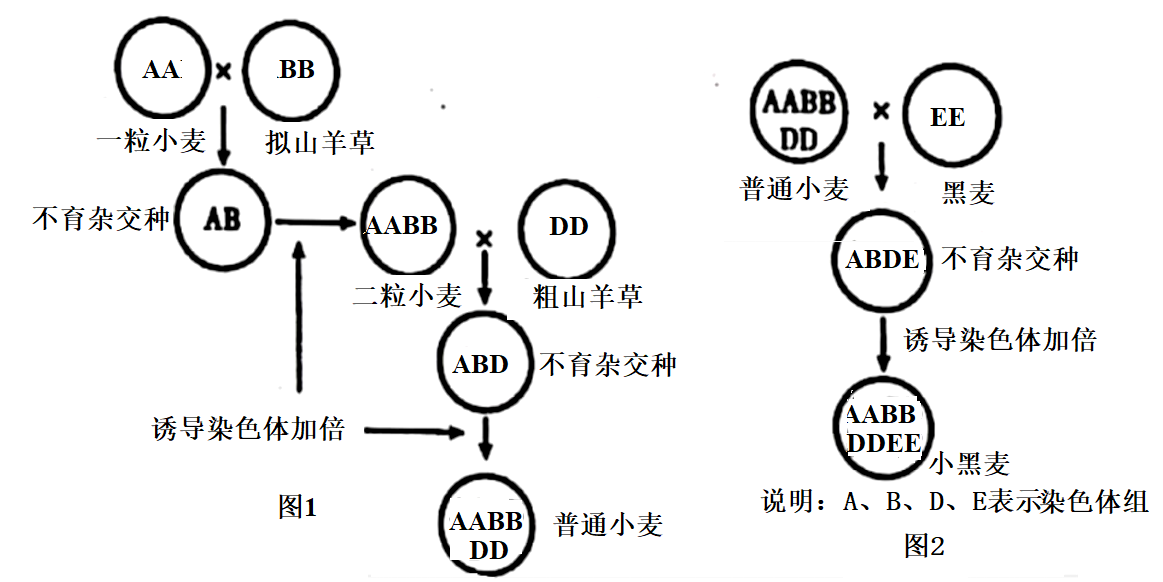 单倍体和二倍体的区别图片