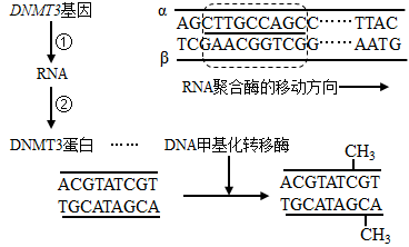 dna甲基化是dna化学修饰的一种形式能影响表型也能遗传给子代在蜂群中