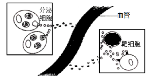下图是分泌细胞分泌的某种物质与靶细胞结合的示意图，据图回答：