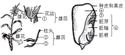 玉米解剖示意图图片