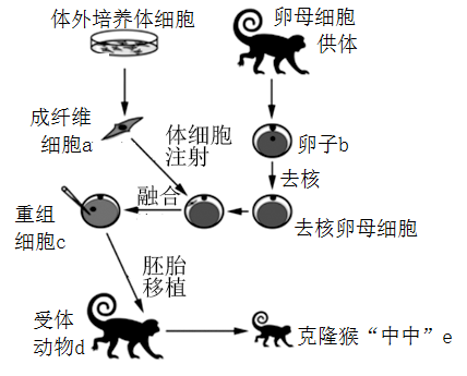 克隆过程图片