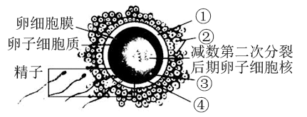 如圖表示精卵相遇示意圖仔細讀圖回答下列問題