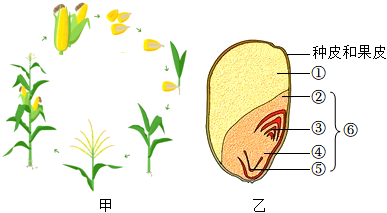 观察玉米种子的结构图图片