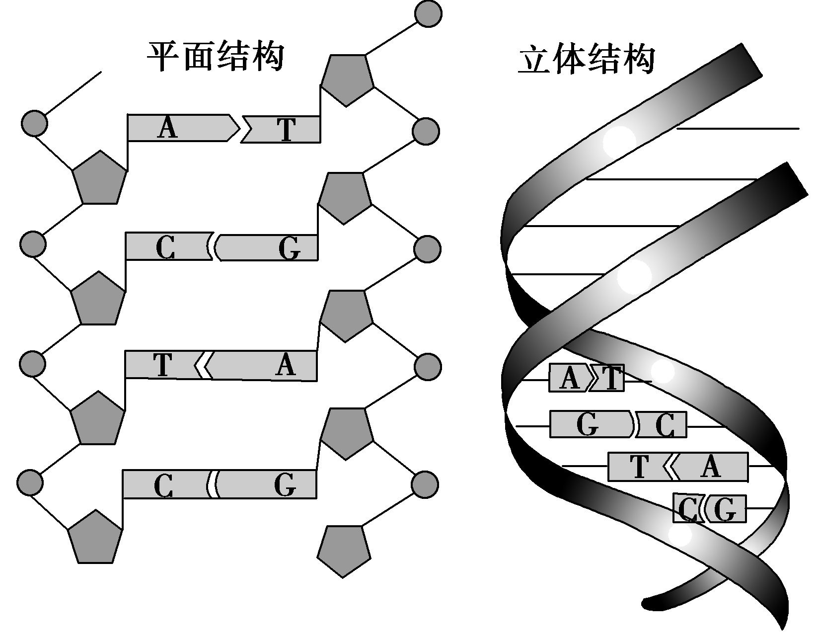 双链dna结构示意图图片