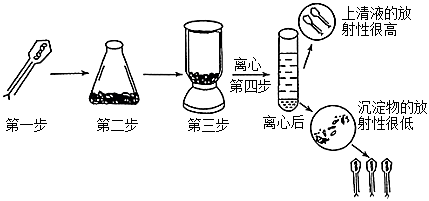 如图是噬菌体侵染细菌实验的部分实验步骤示意图,对此实验有关叙述不