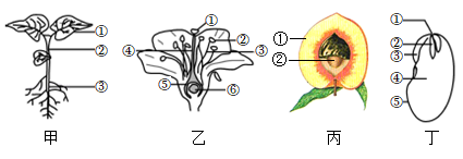 下列針對綠色植物植株花果實和種子示意圖的敘述錯誤的是