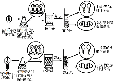 t2噬菌体简化图图片