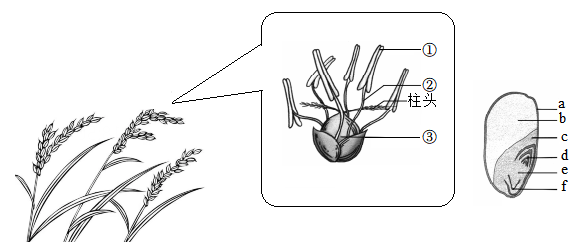 水稻胚的结构图图片