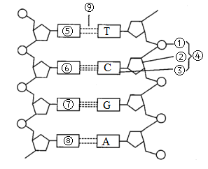 下图是dna分子片段结构示意图 下列有关该图的描述正确的是