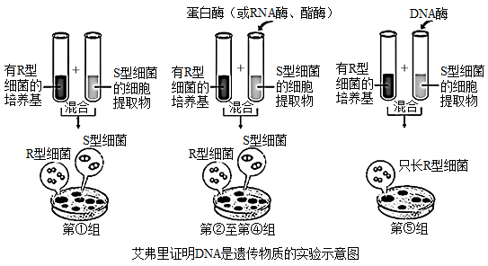 艾弗里实验过程和结论图片