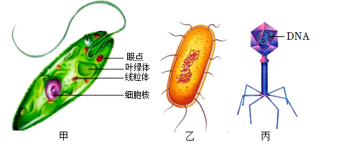 大肠杆菌简图图片