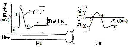 动作电位图示图片